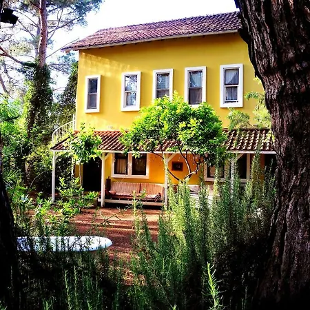 Daphne House 2* Олимпос